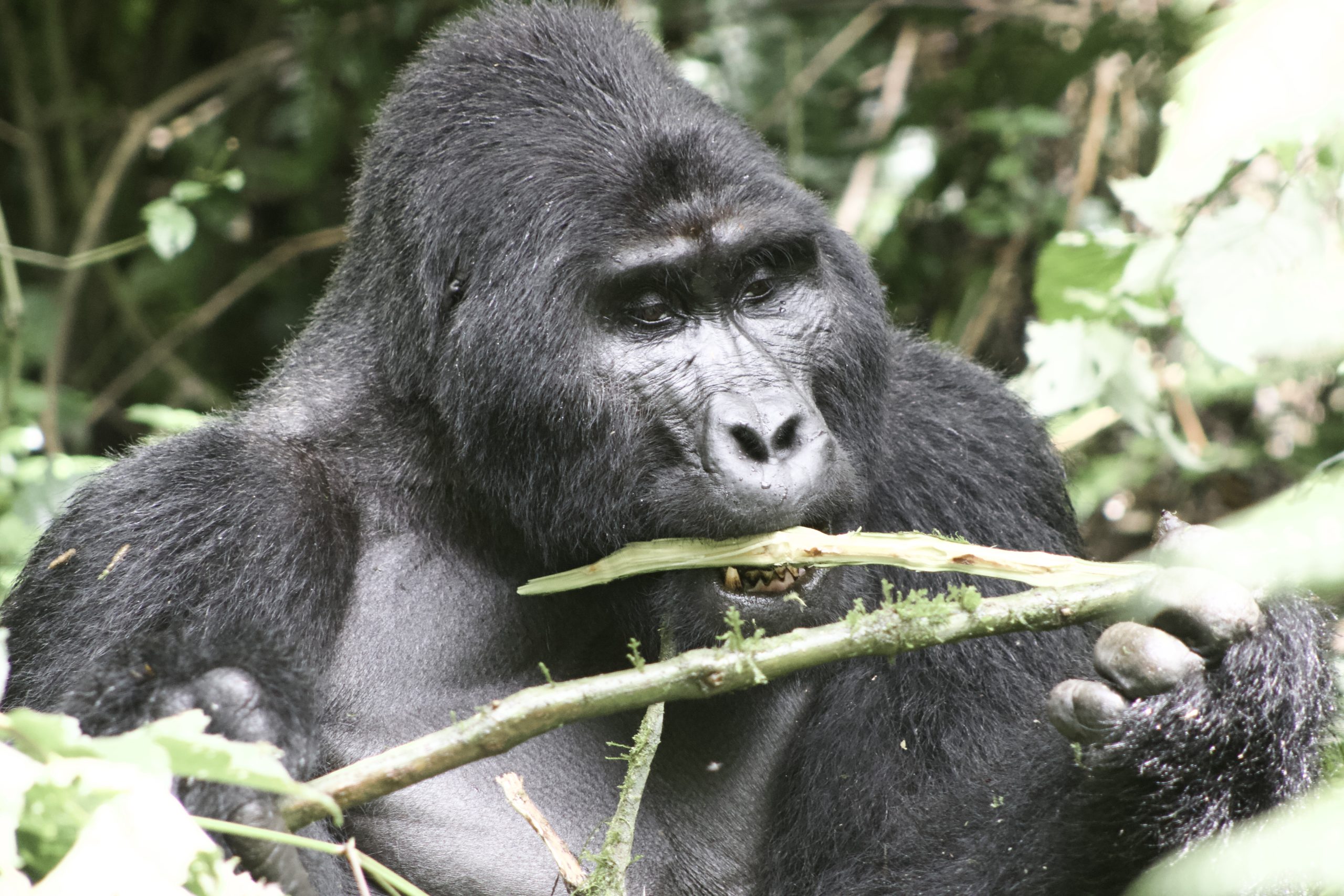 A gorilla trekking destination