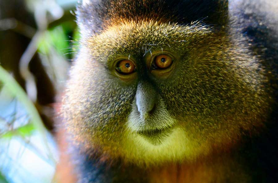 Golden monkey trekking