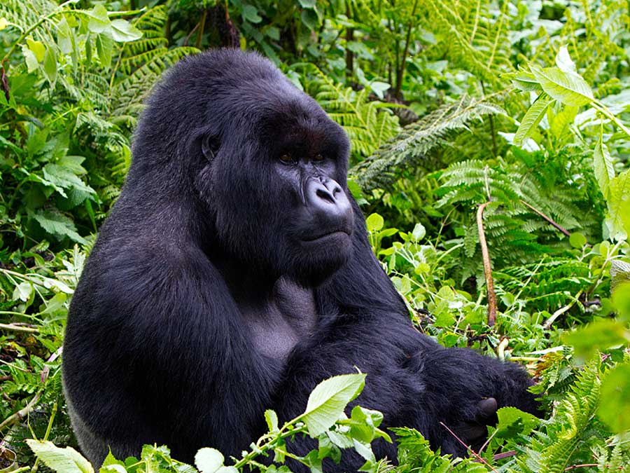 14 Days Chimpanzees, Gorillas & Wildlife Safari