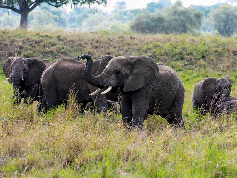 Game drive Murchison Falls NP