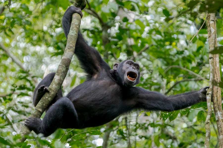 Chimpanzee tracking in Uganda