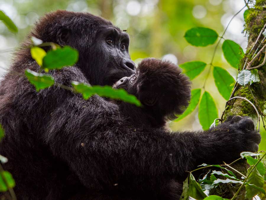 Mountain gorillas