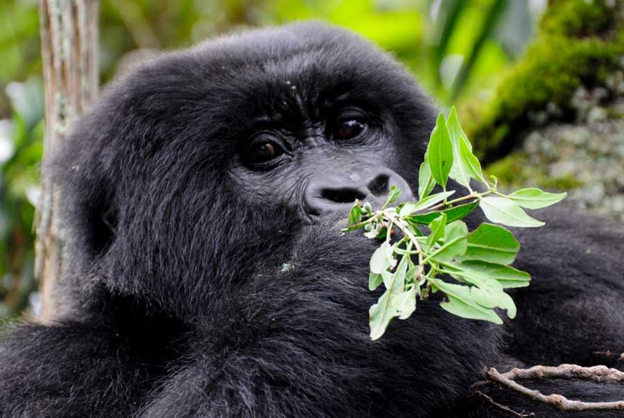 Mountain Gorilla Trekking in Uganda & Rwanda