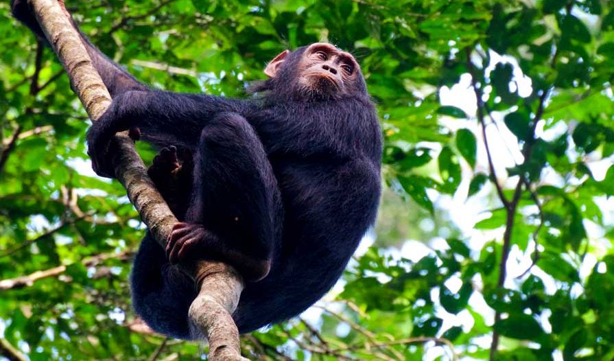 CHIMPANZEE TREKKING