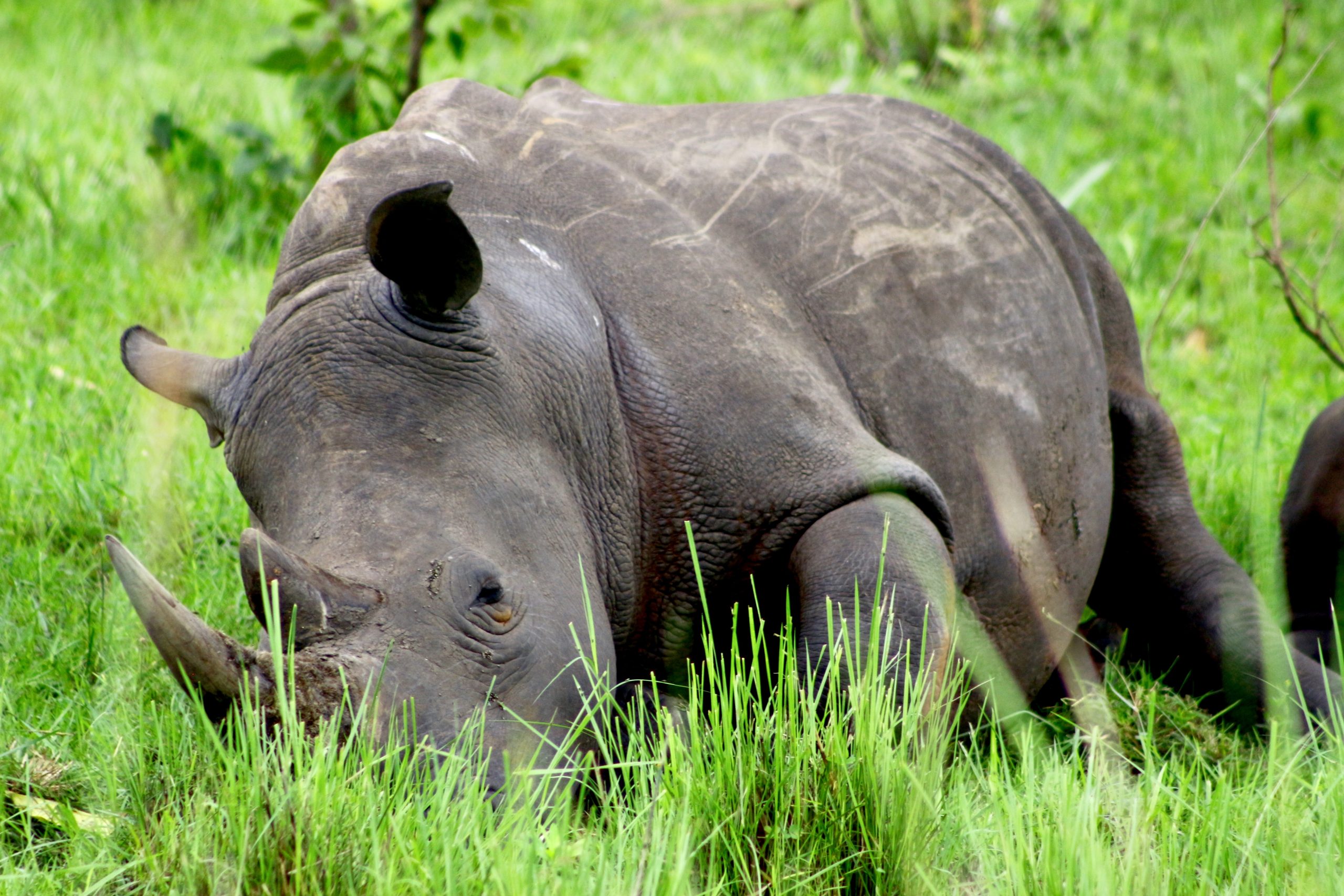 Rhino trekking in Uganda