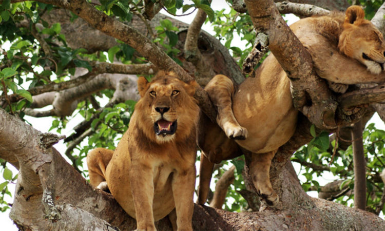 Tree climbing lions