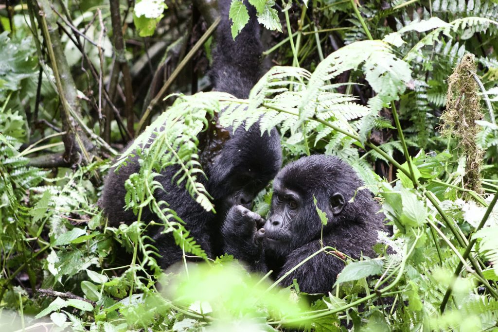 Rwanda Wildlife Safari