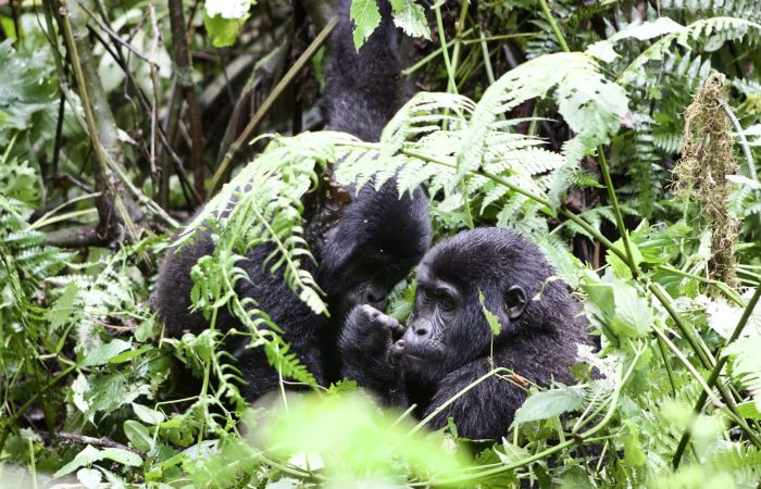 Rwanda Wildlife Safari