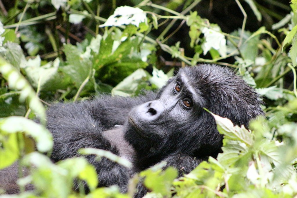 Rwanda Gorilla Trekking