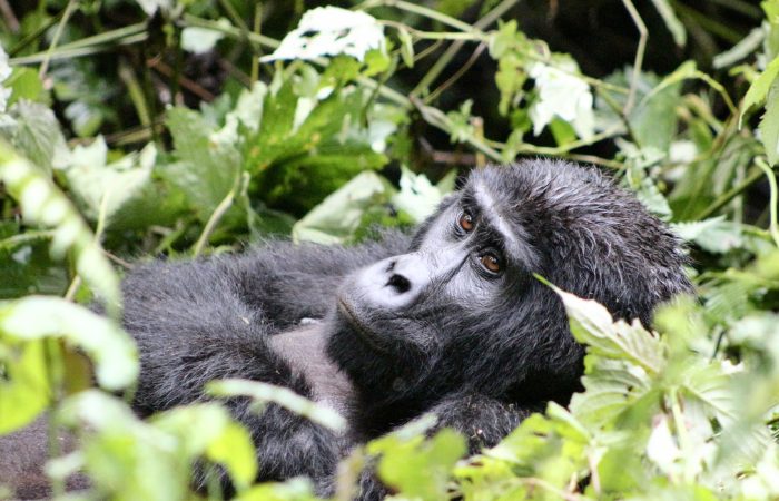 Rwanda Gorilla Trekking