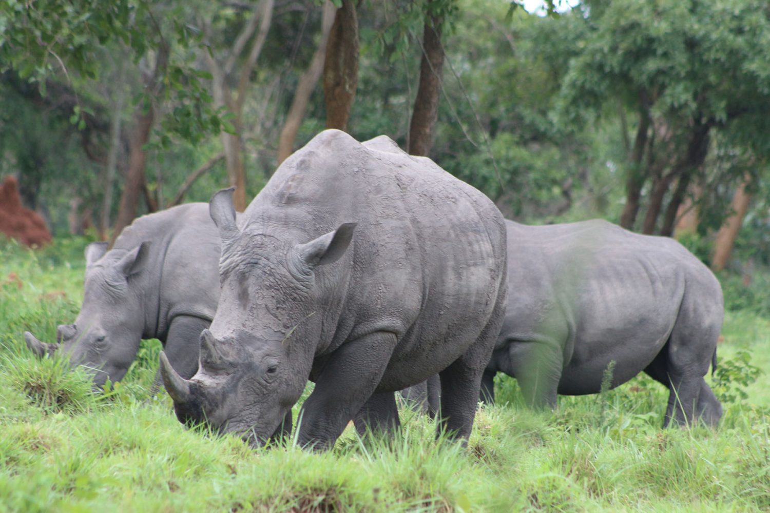 Uganda Big Five Safari