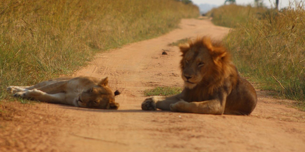 How do lions communicate with each other?