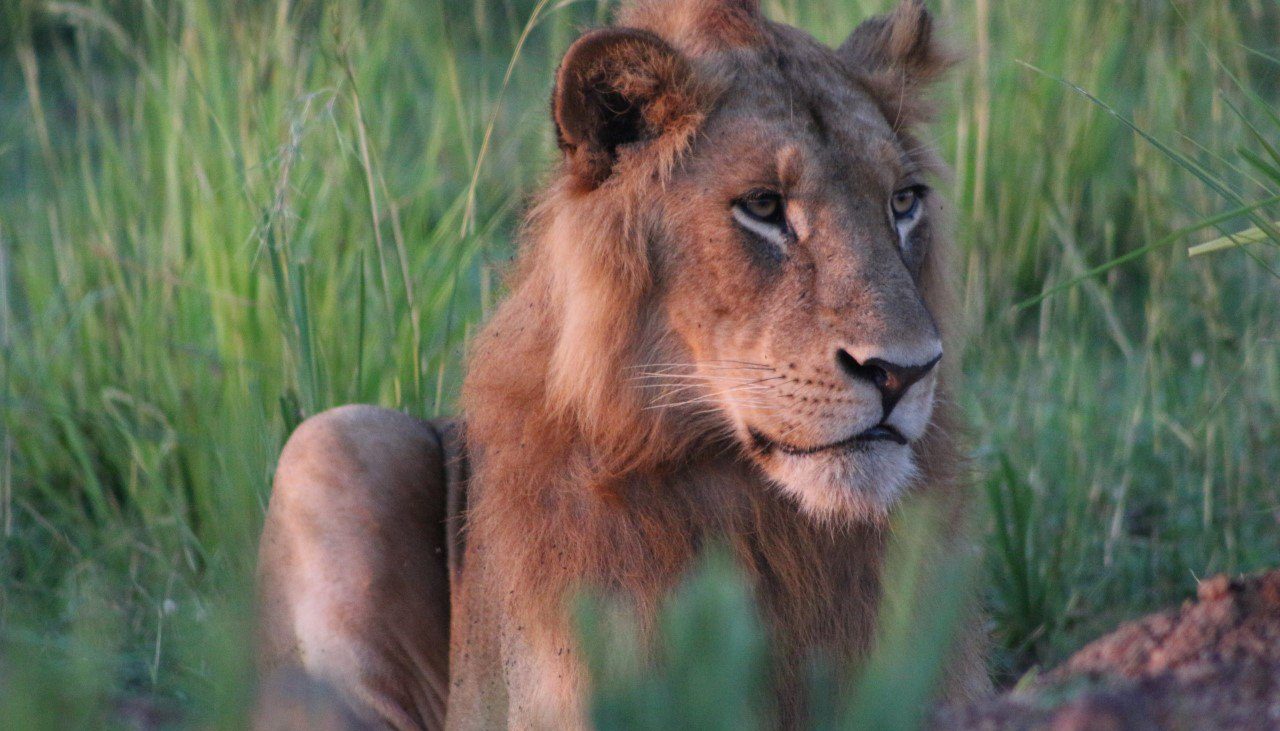 African lions