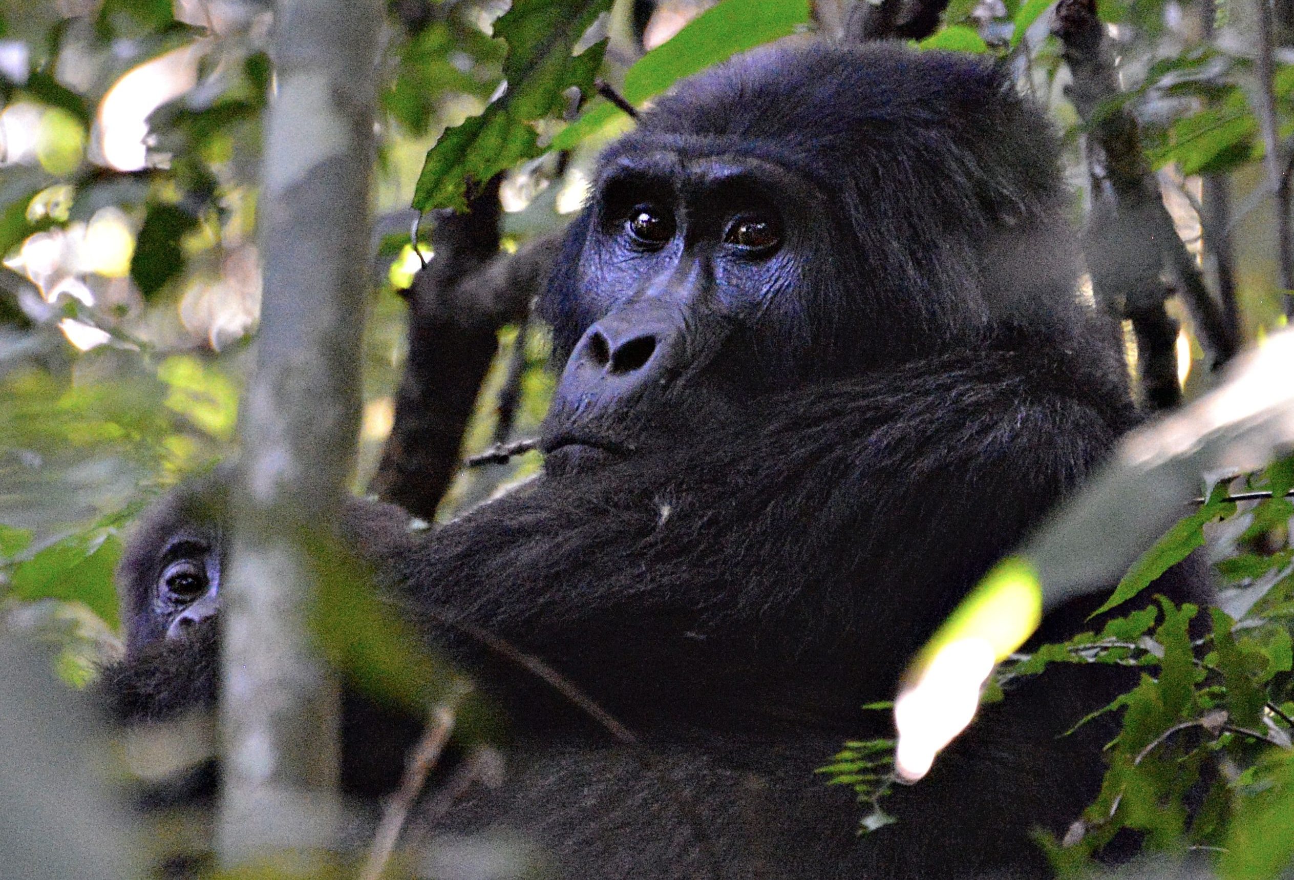 Ultimate guide for Ugandan safari