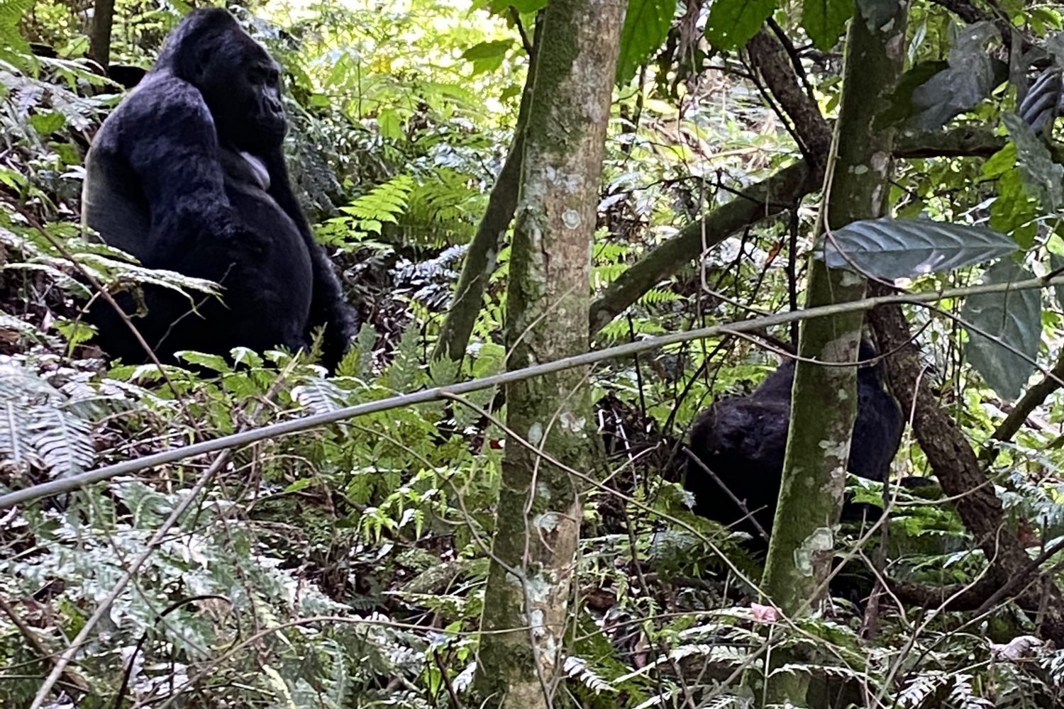 3 Days Gorilla tour Rwanda