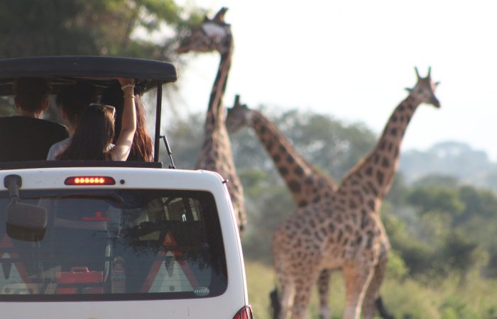 7 Days Uganda Safari Adventure