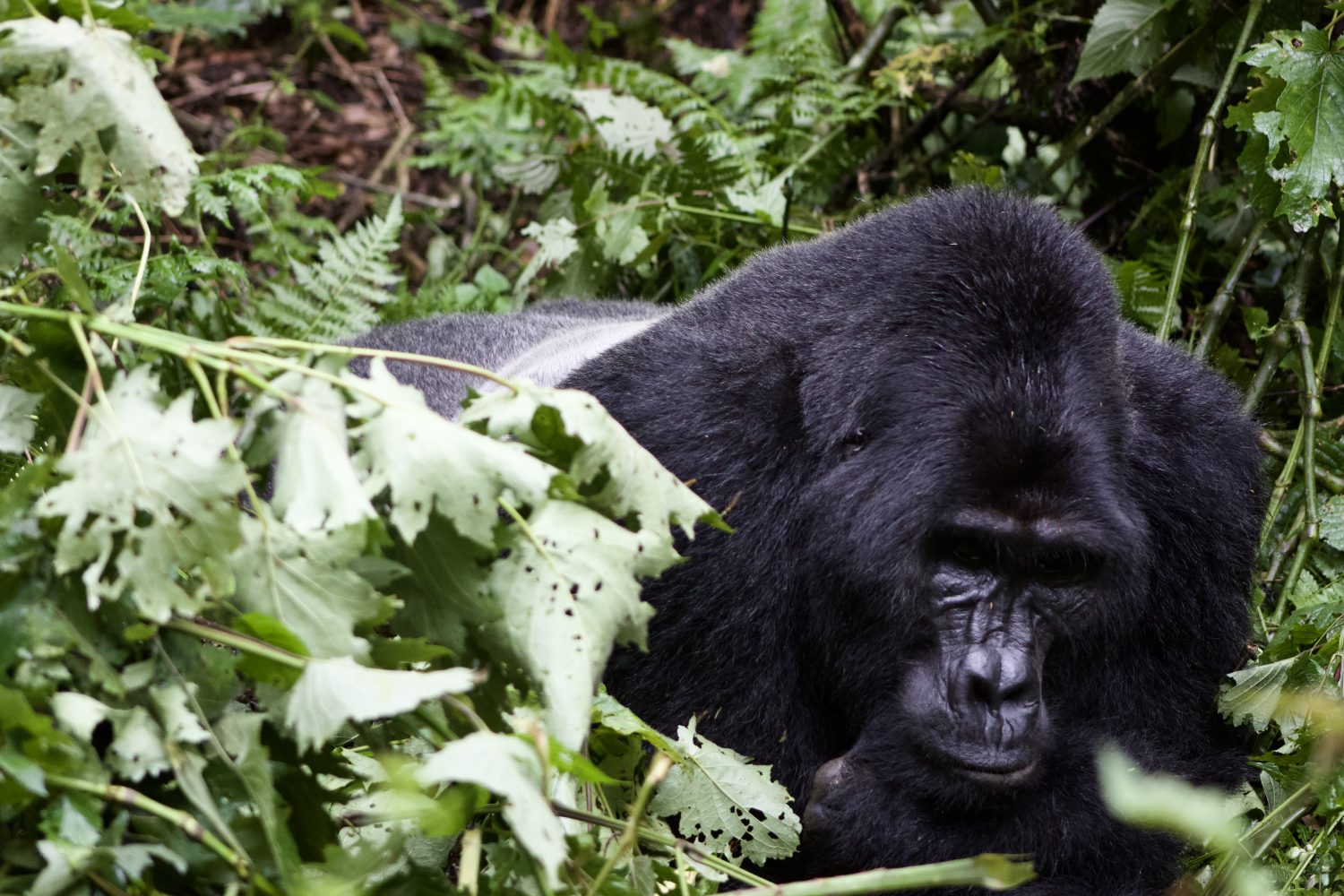 Early Trails Expedition Gorilla Encounter