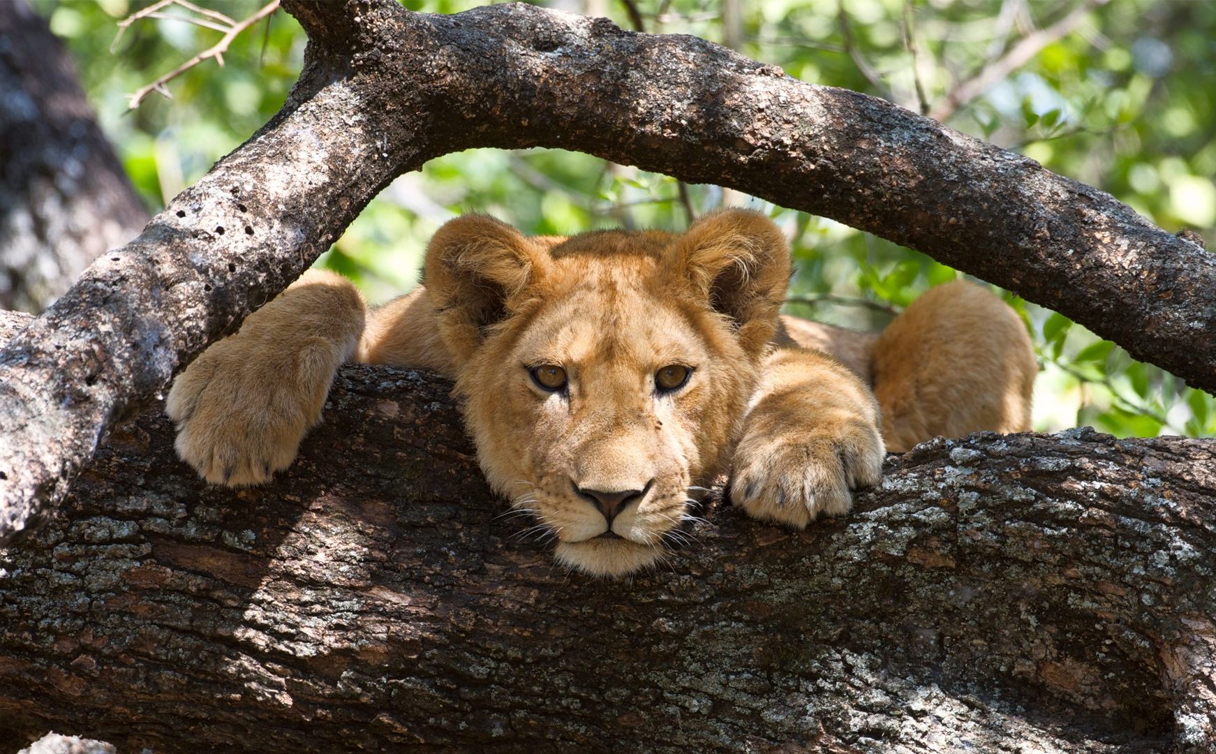 Tree climbing lions in Manyara National Park