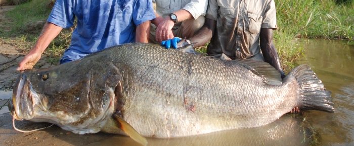 Nile Perch