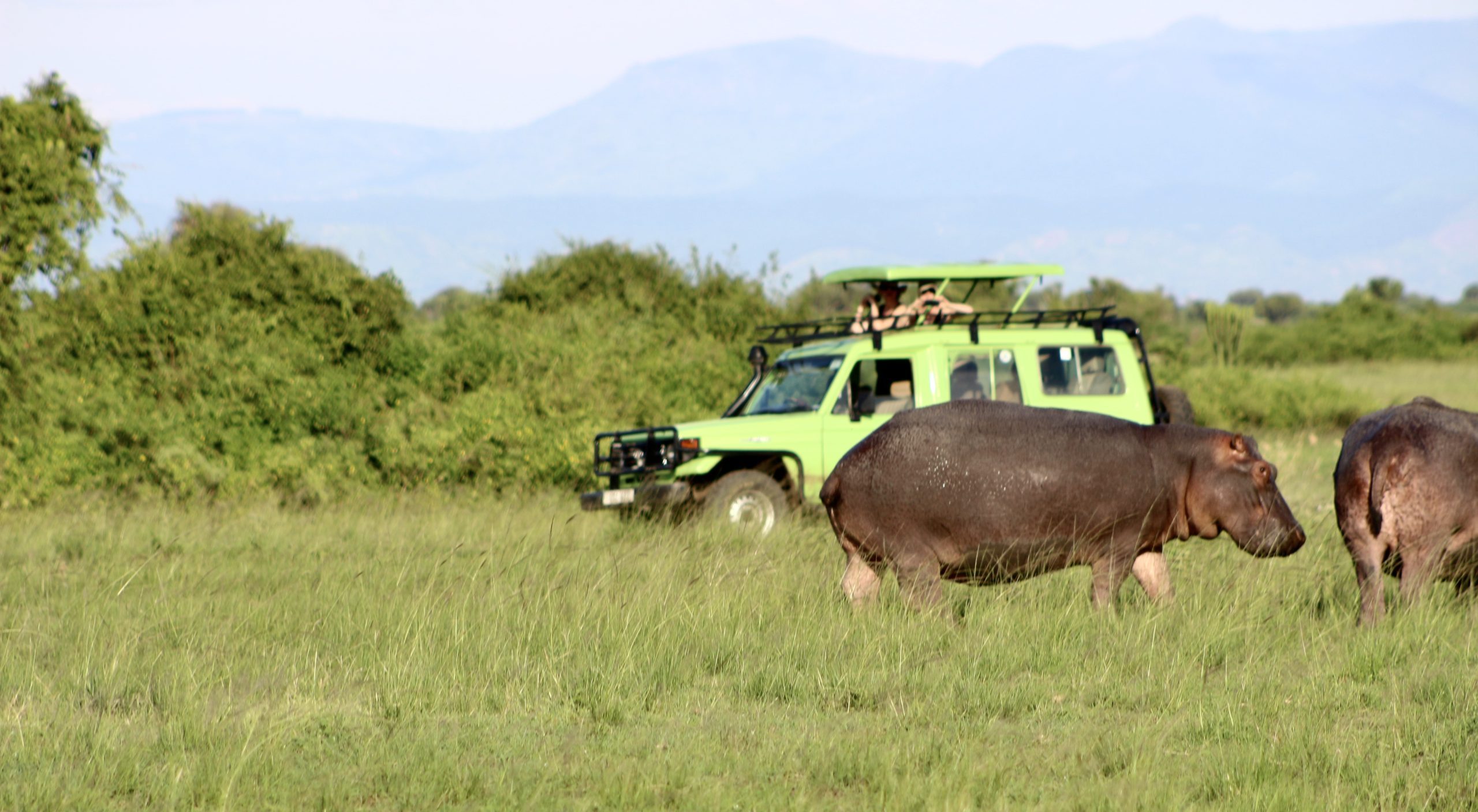 Game drives in East Africa