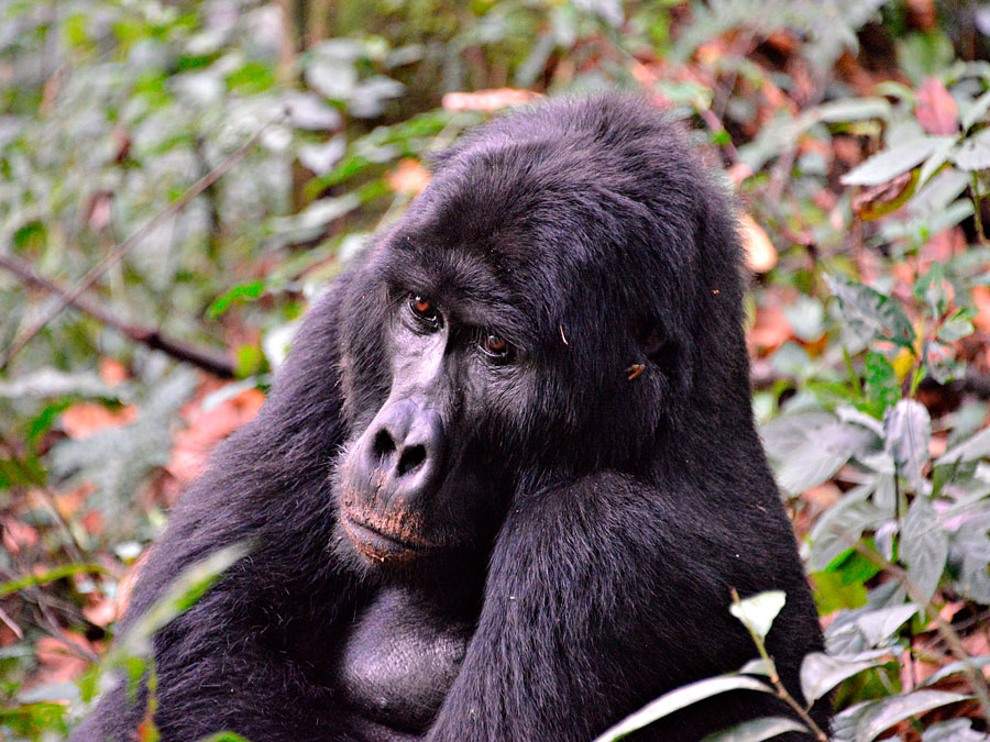 3 Days Uganda Gorilla Trekking Tour