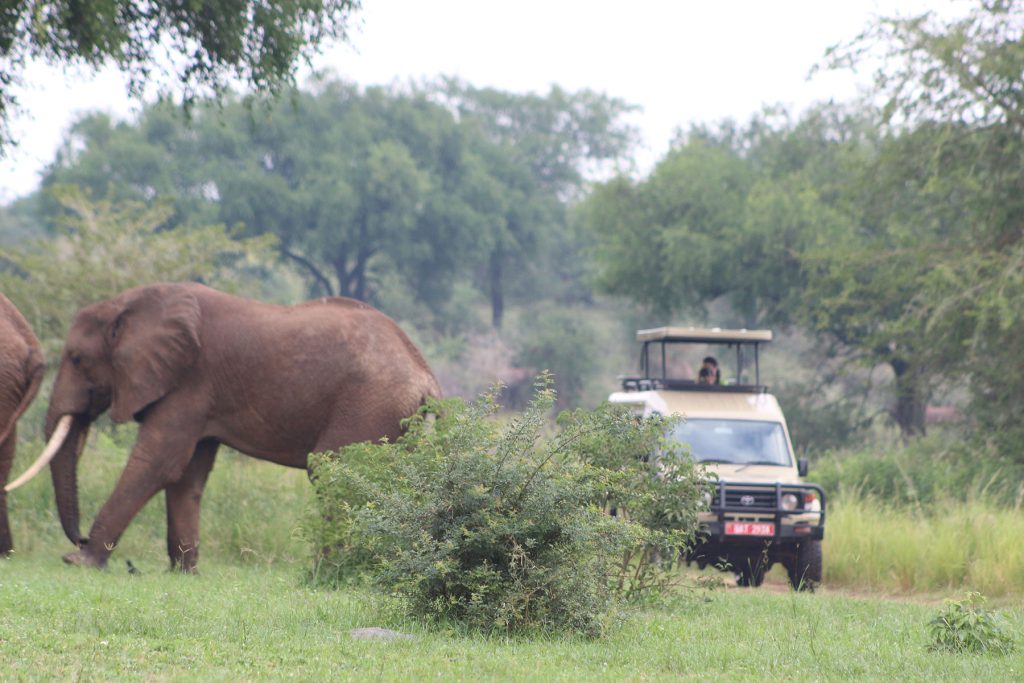 Elephants Safari