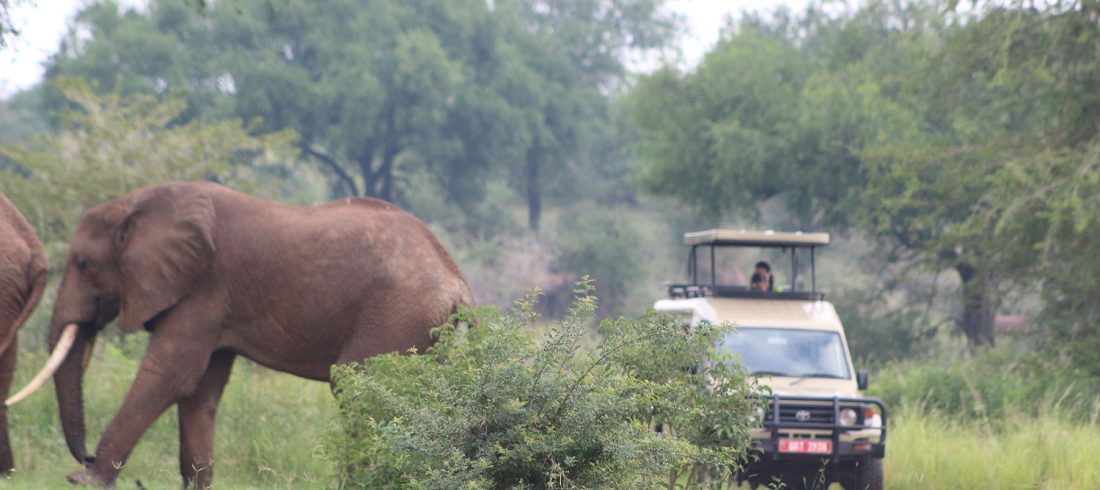 Elephants Safari