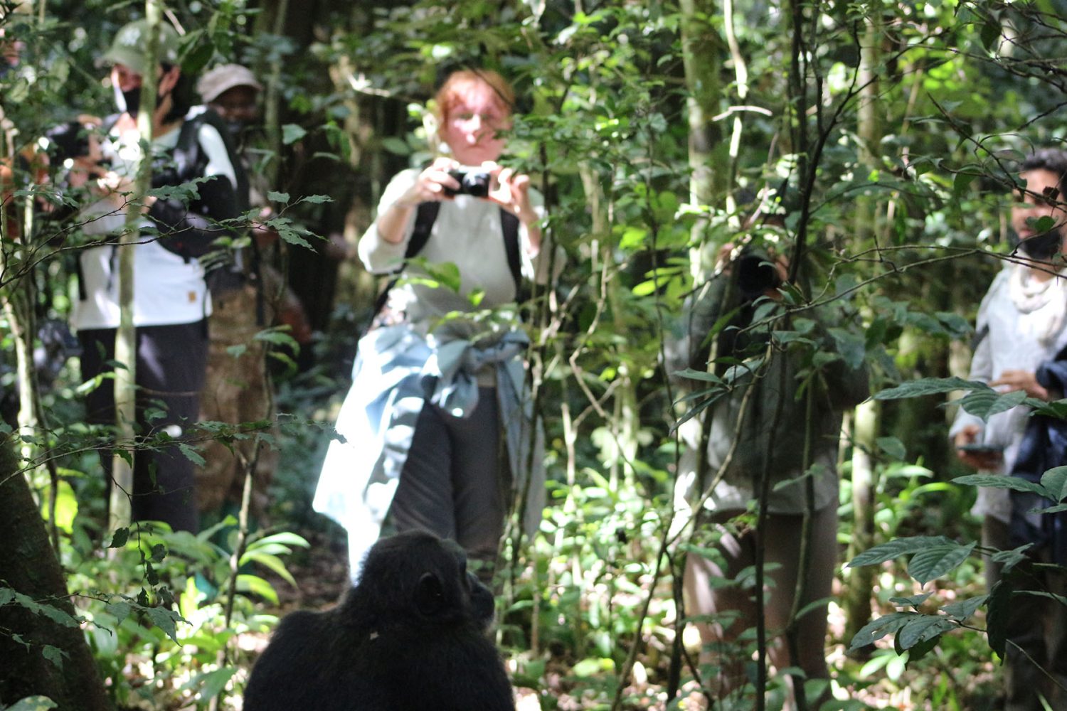 Up close Clients take chimpanzee pictures on a trek in Kibale