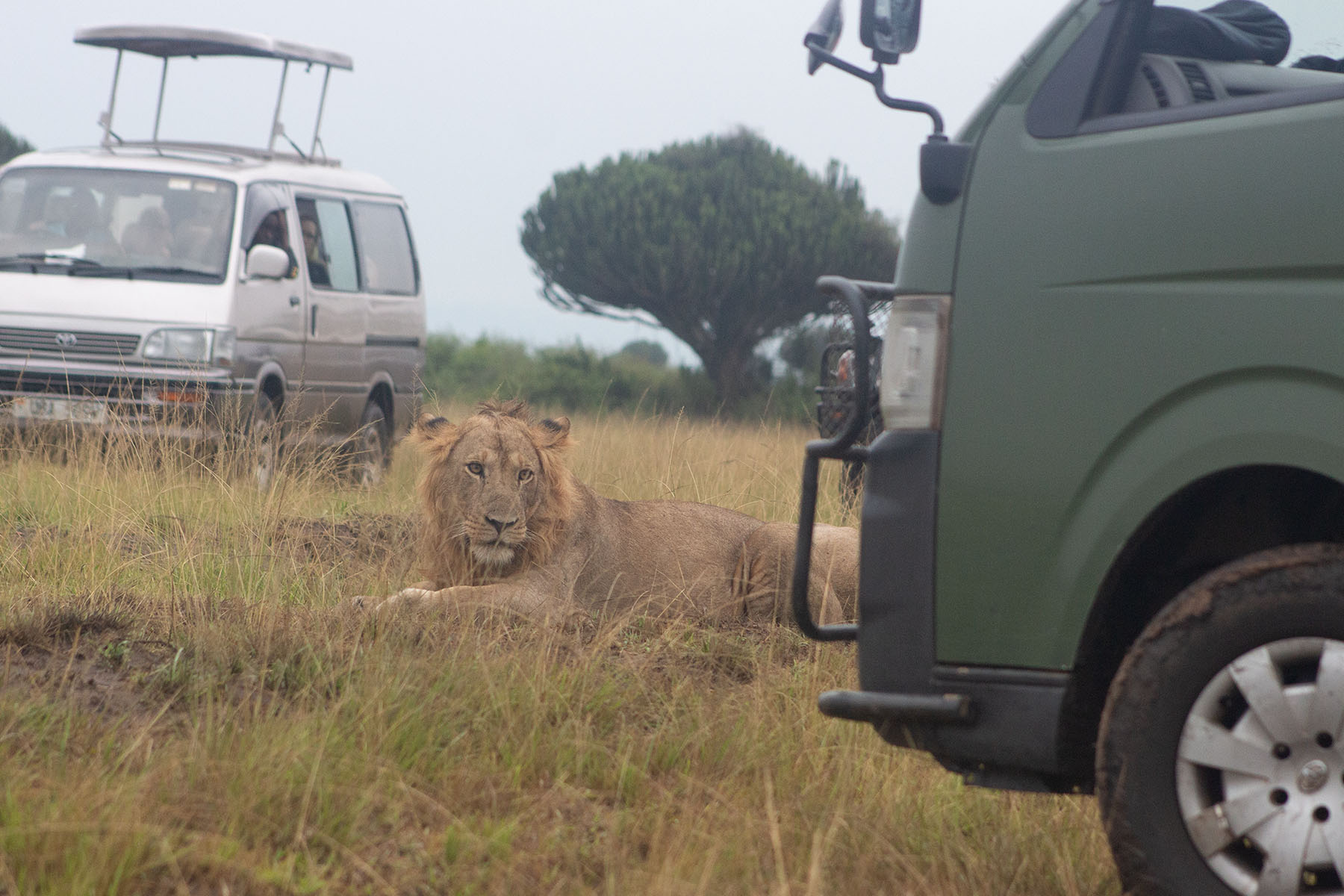 Climbing Lions