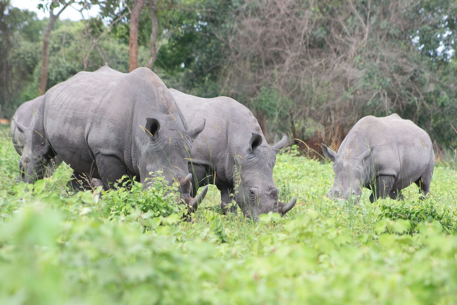 Rhino trekking in Uganda