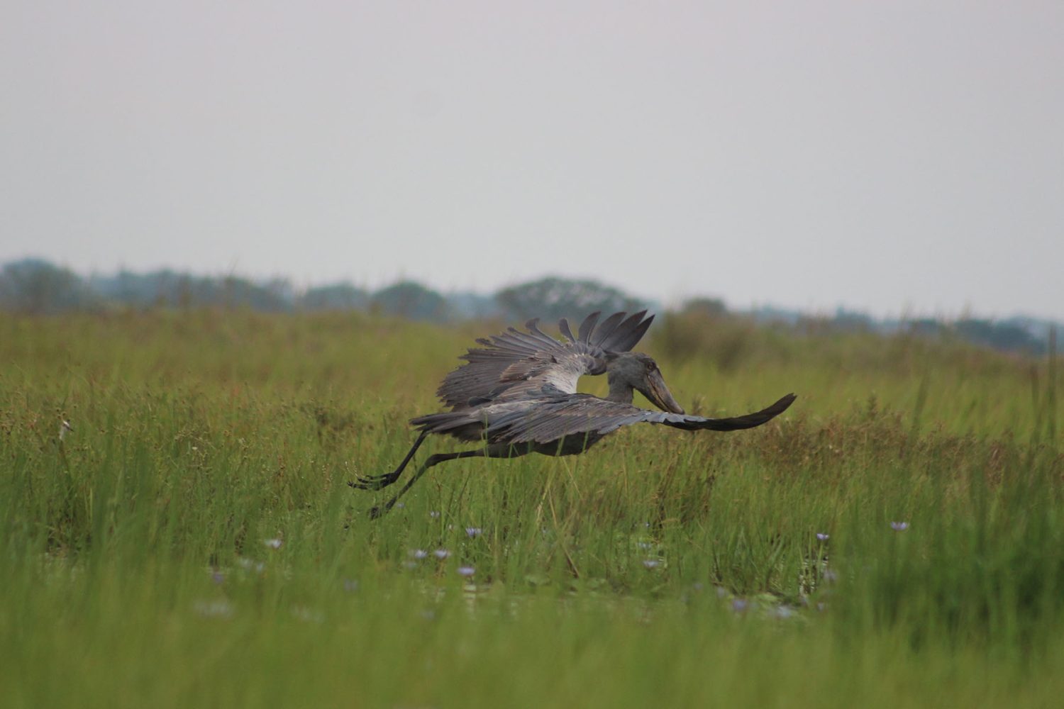 shoebill Fly Away