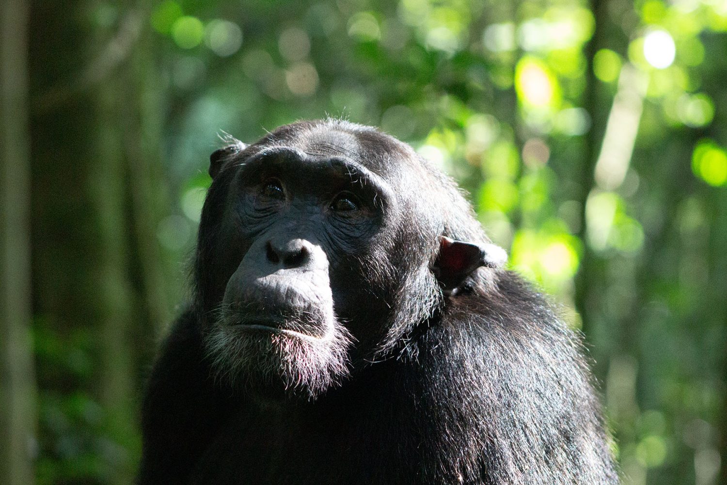 Rwanda gorilla chimpanzee tour