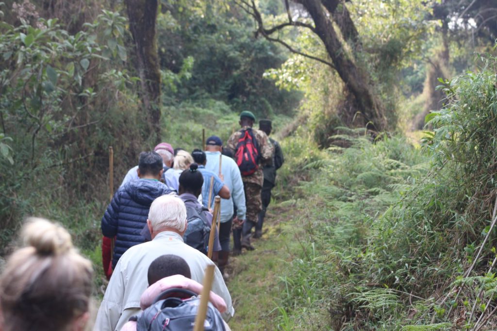 Gorilla trekking adventure