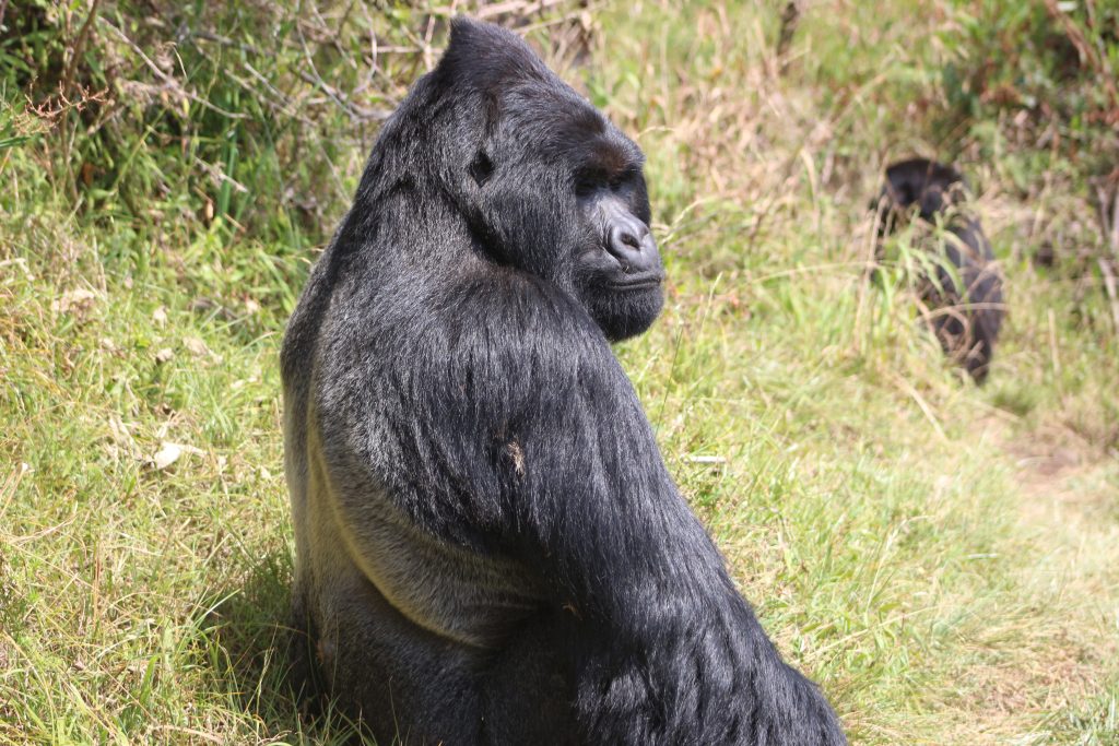 15 Days Chimpanzees, Gorillas and Wildlife safari