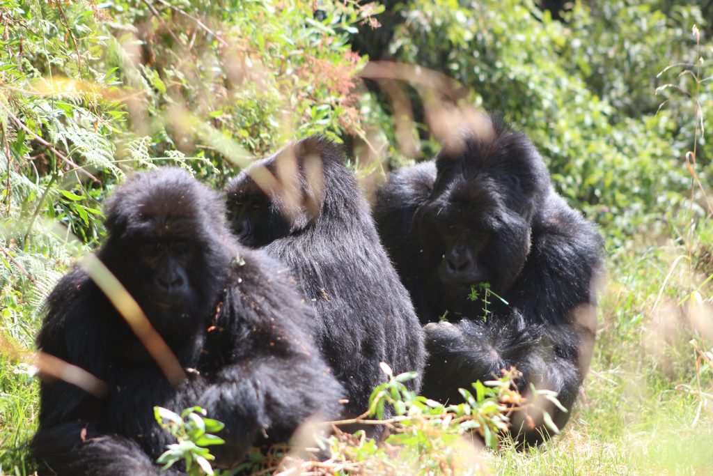 12 Days Rwanda Gorilla Trekking And Uganda Wildlife safari