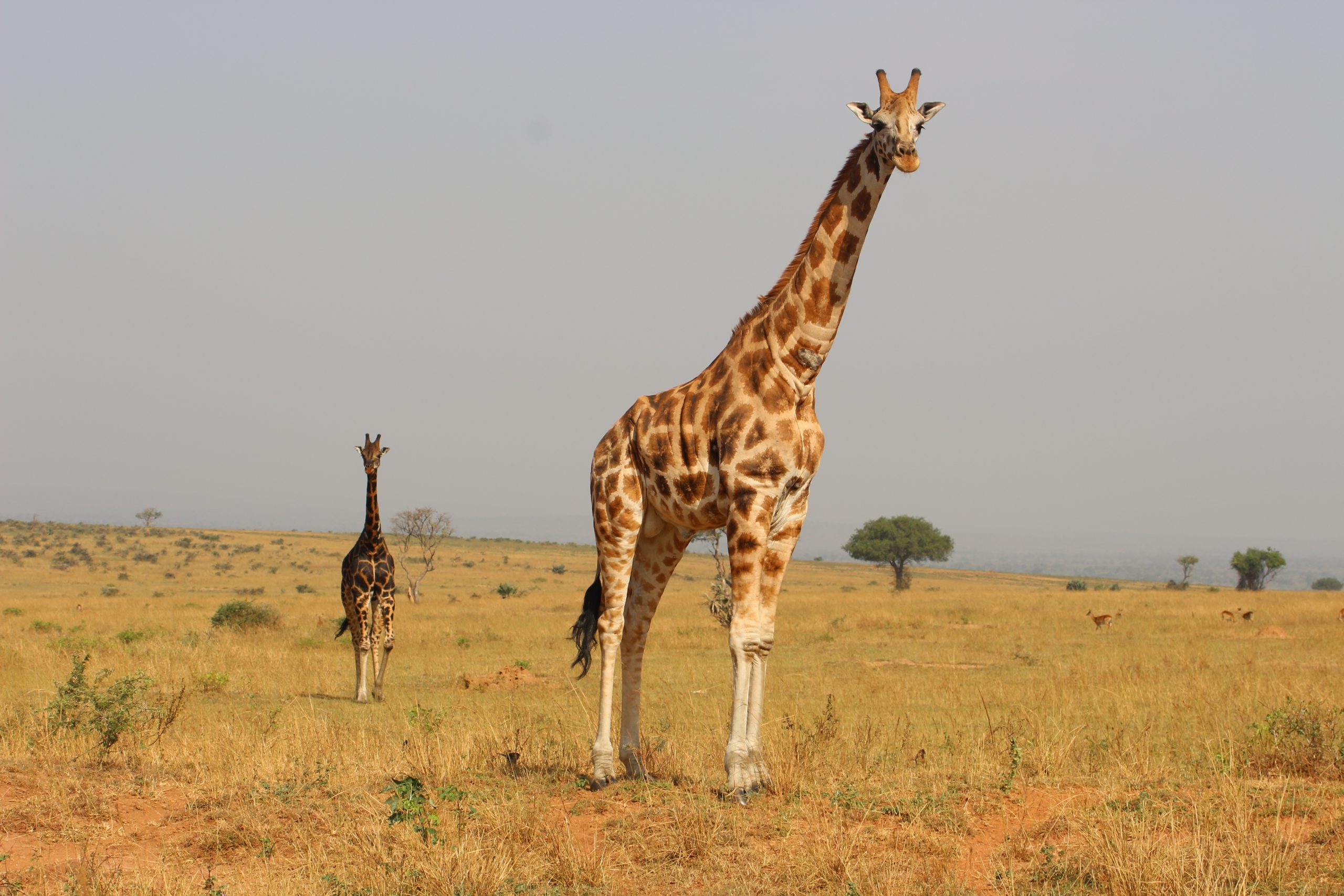 15 Days Uganda Luxury Safari