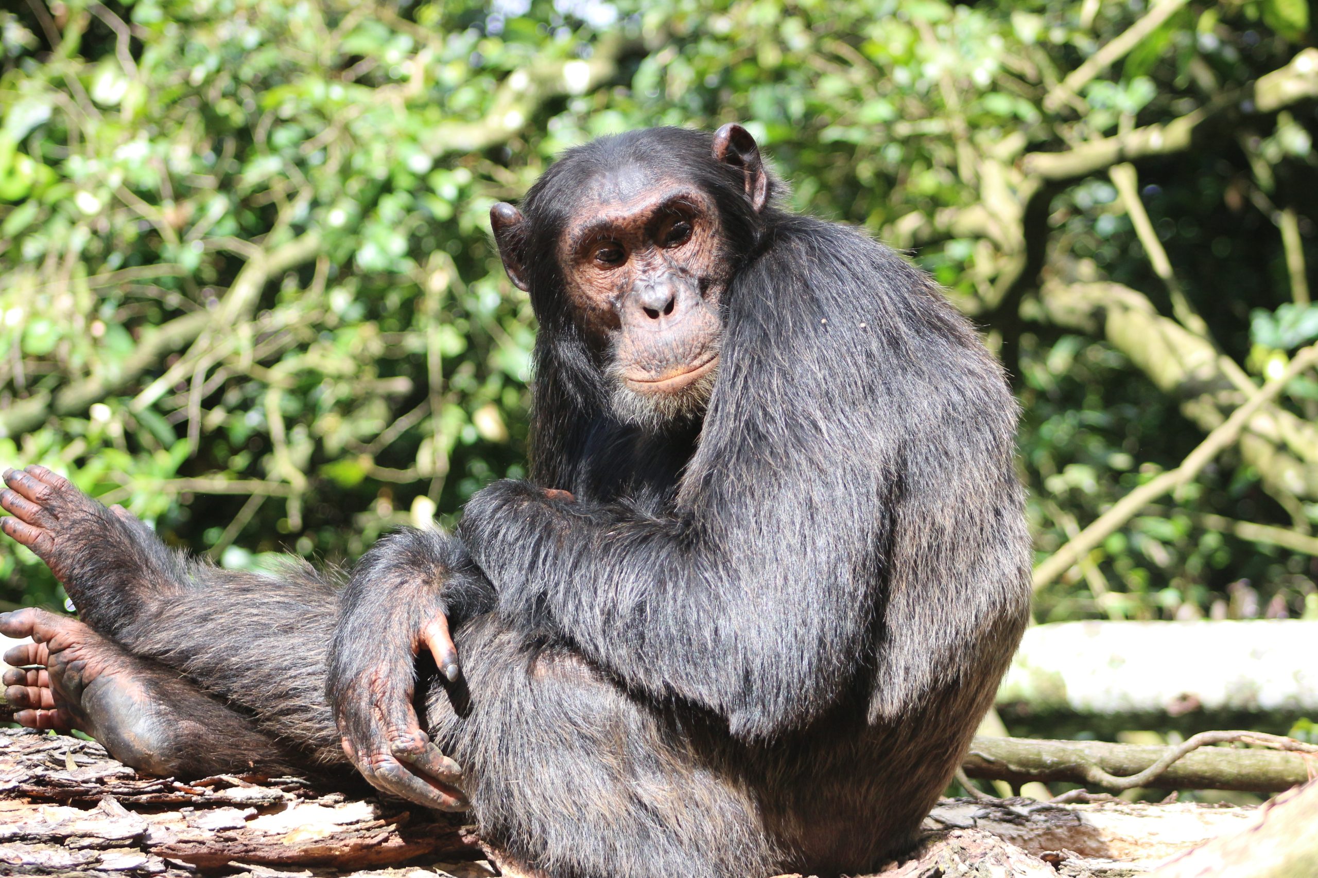 Chimpanzee trekking