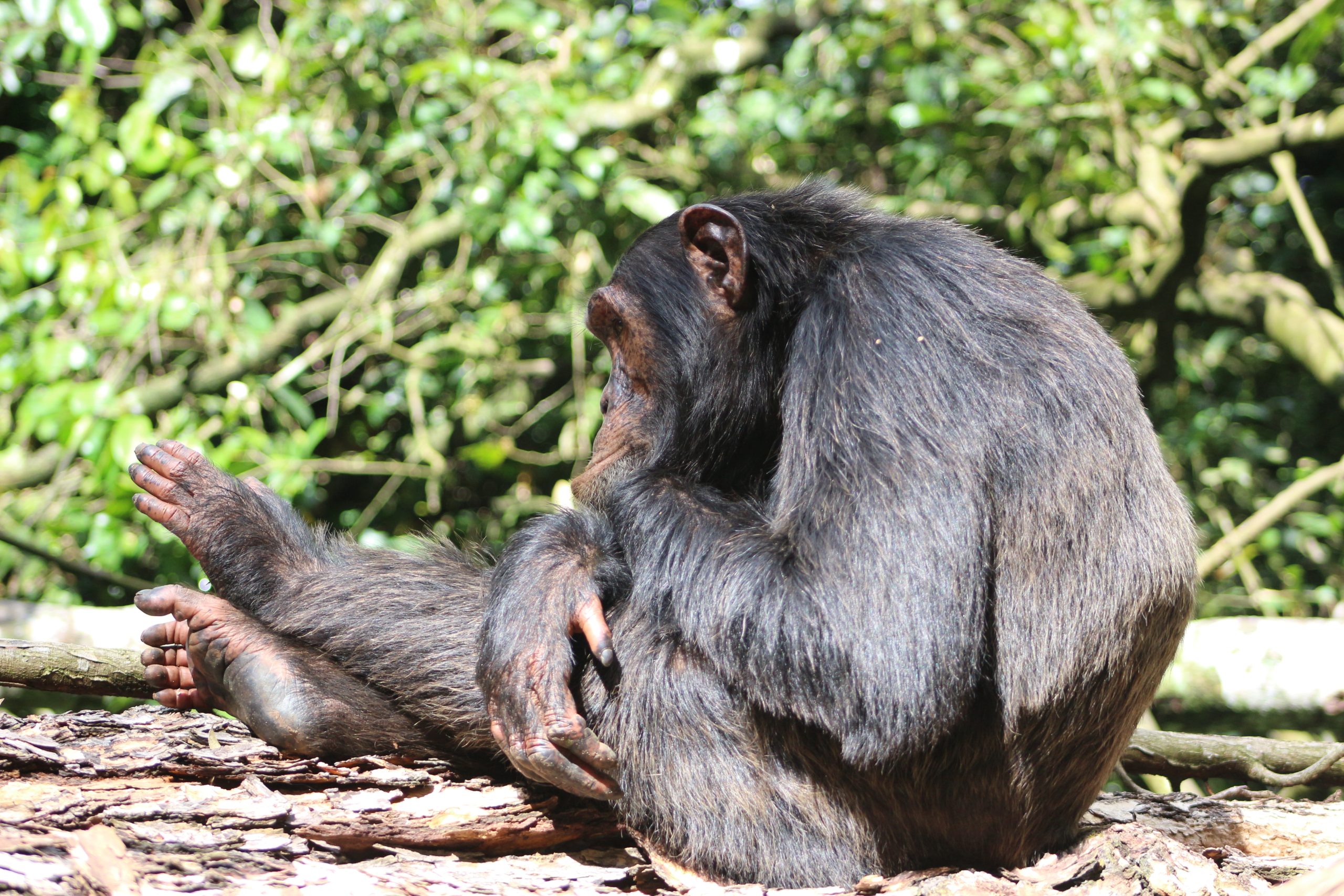15 Days Chimpanzees, Gorillas & Wildlife Safari