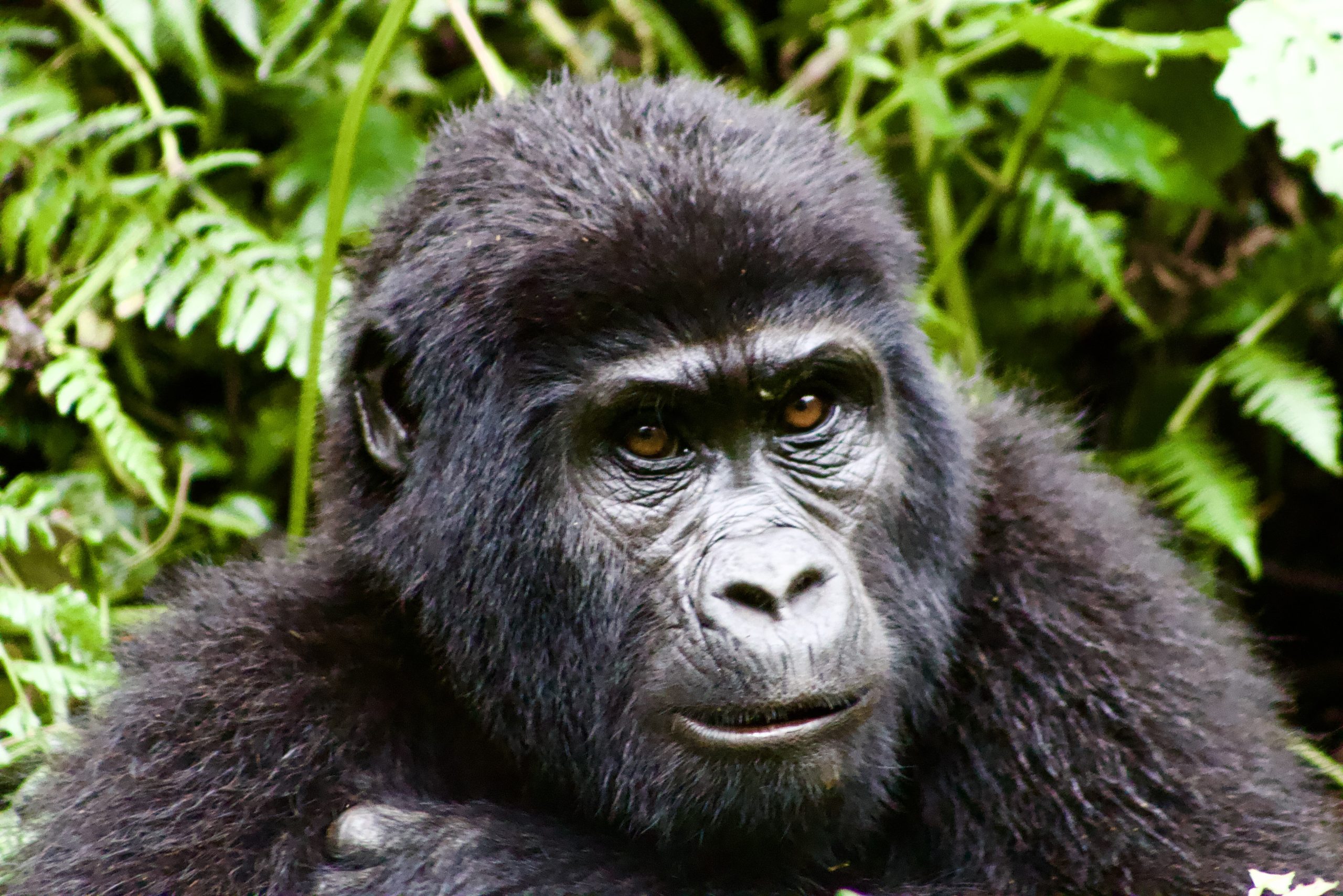 All about Gorilla tours in Uganda