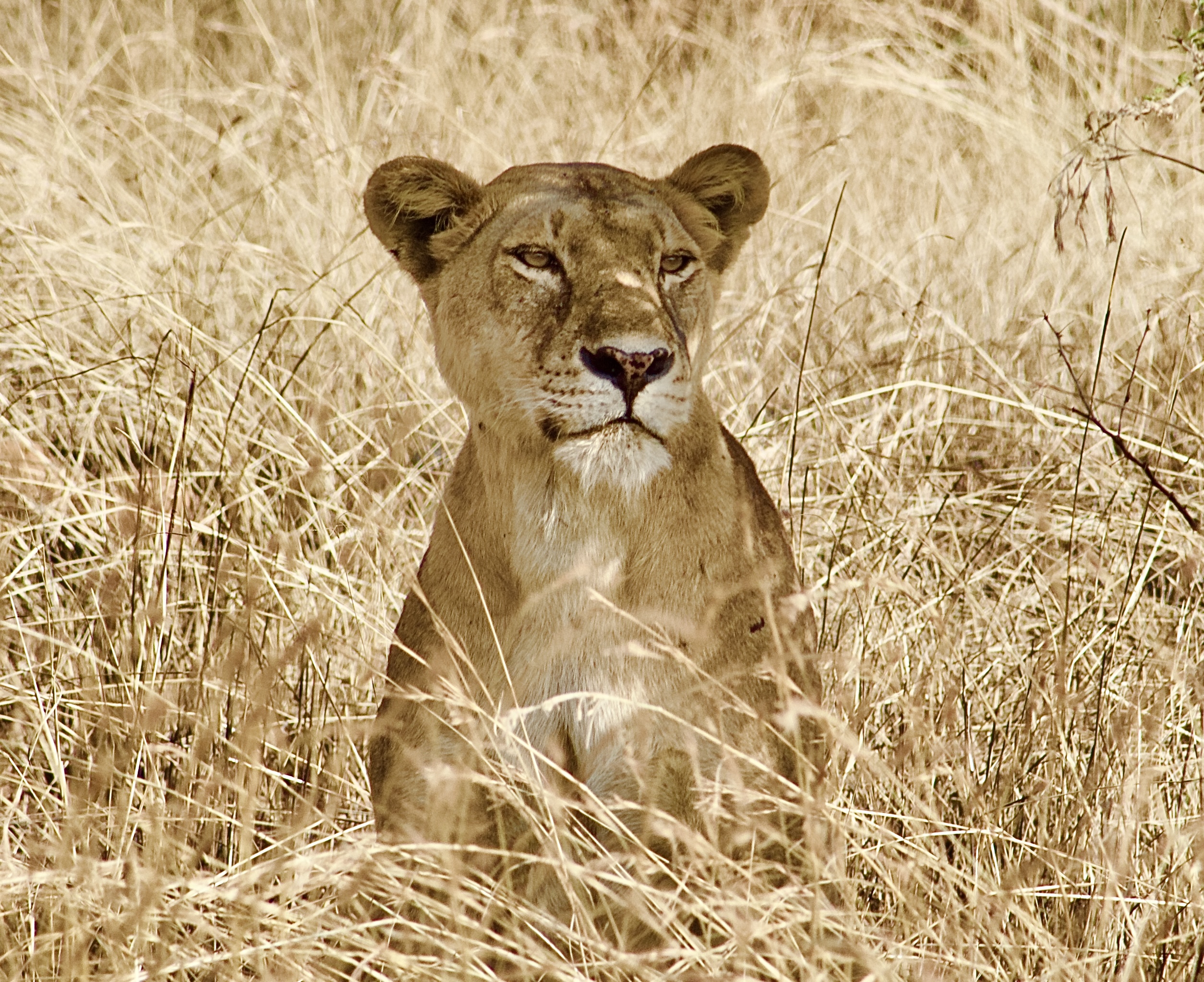 Lions