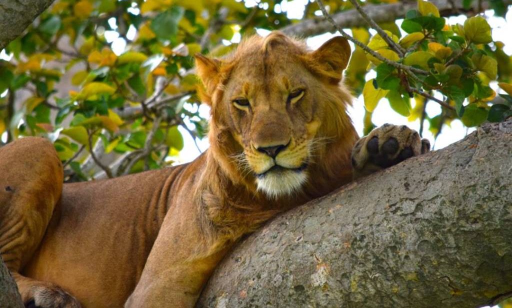 Tree climbing lions at Ishasha