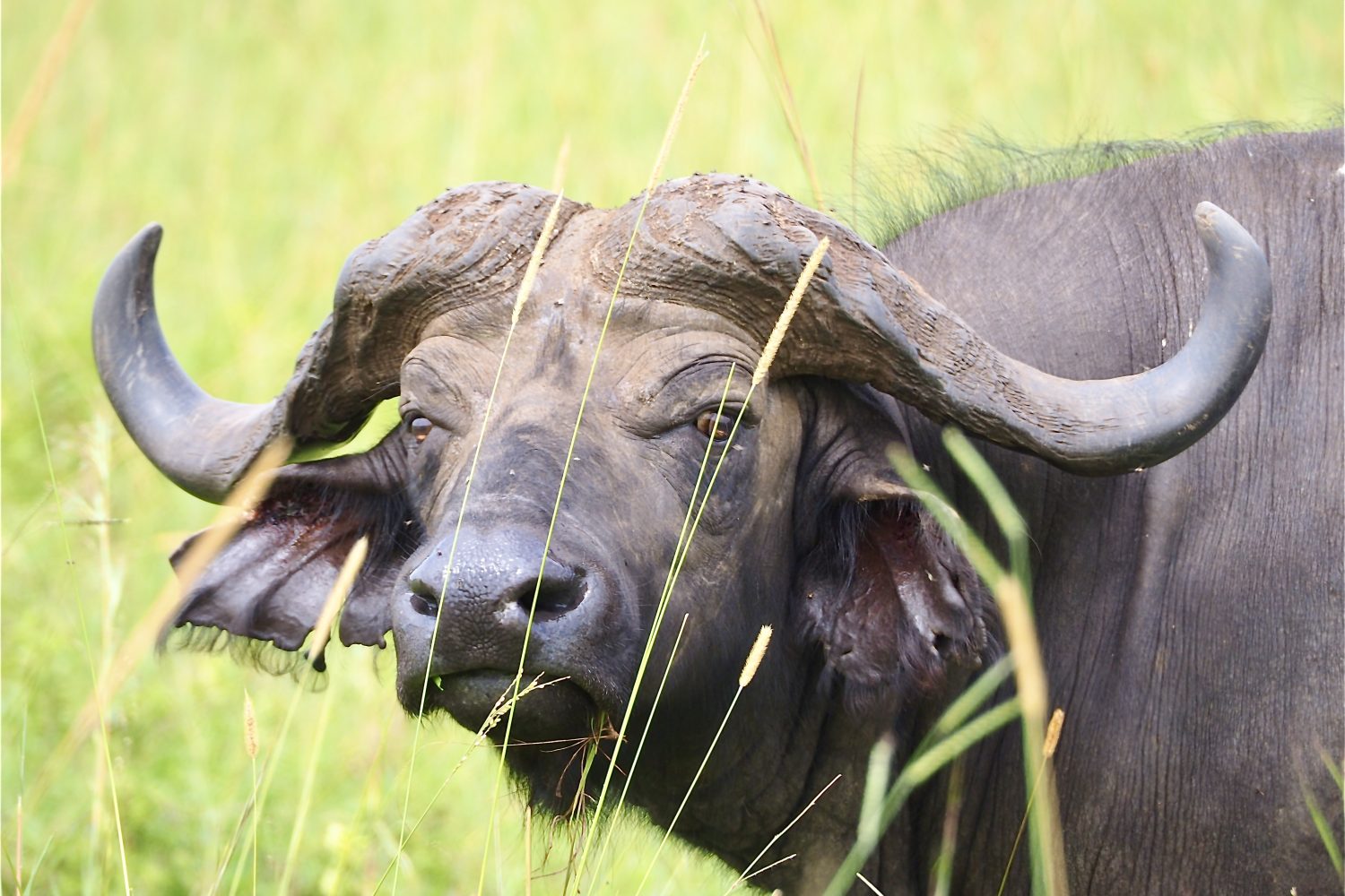 10 Days Uganda Wildlife Adventure Safari