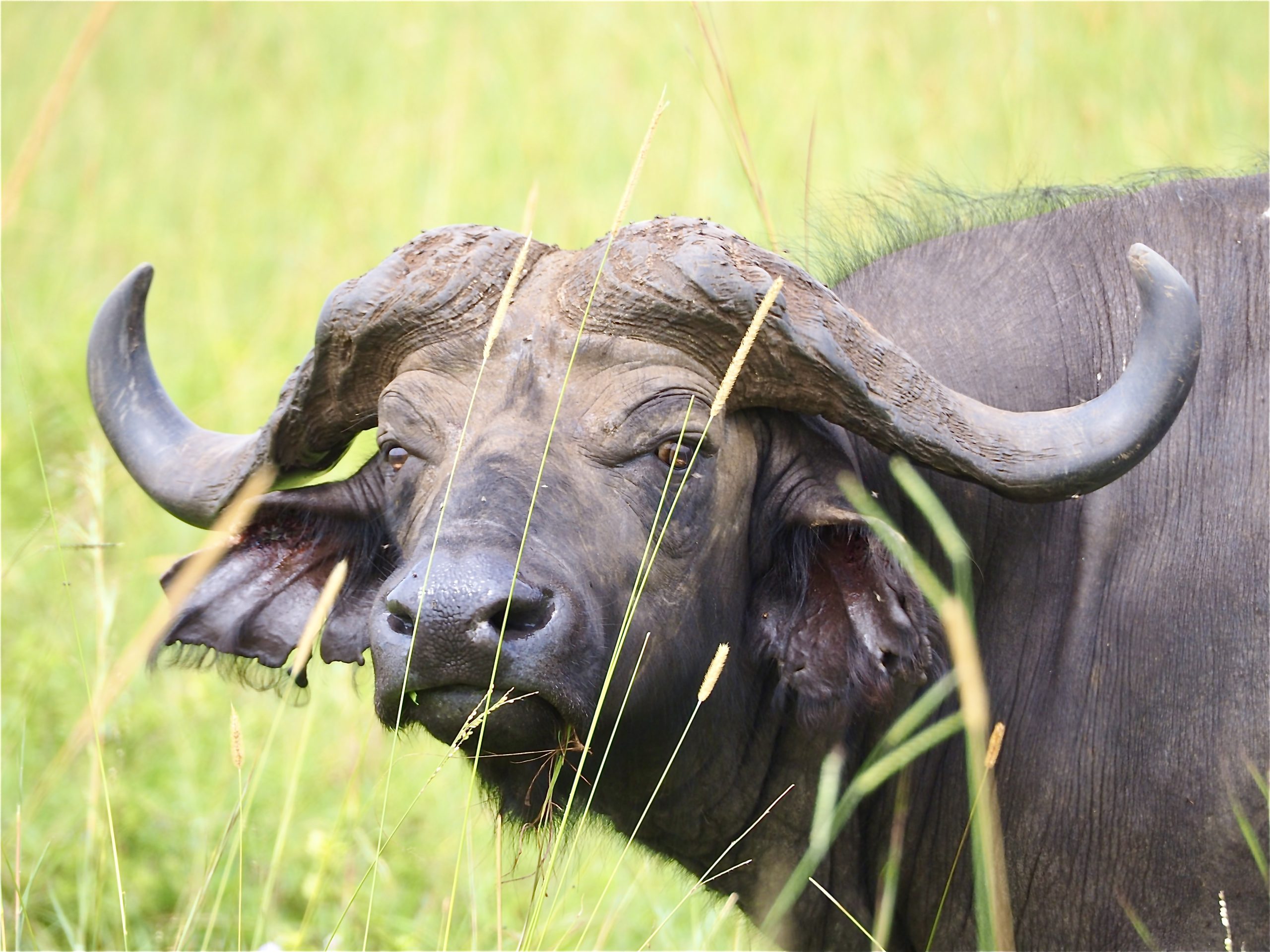 10 Days Uganda Wildlife Adventure Safari