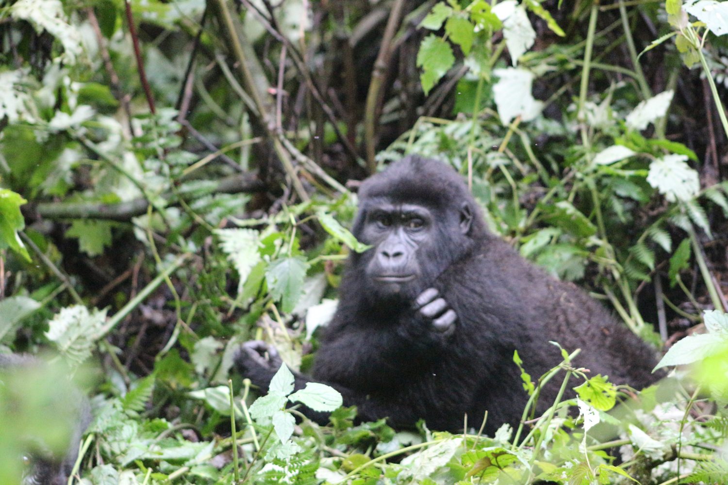 Gorilla trekking and Lake Bunyonyi safari