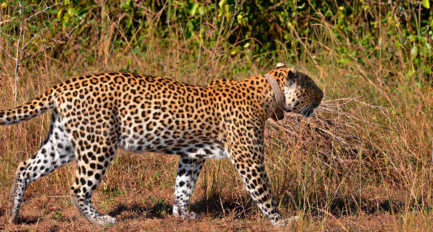 leopards-in-east-africa