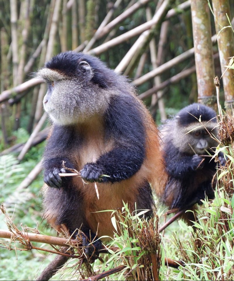 Trek Golden Monkey in Rwanda
