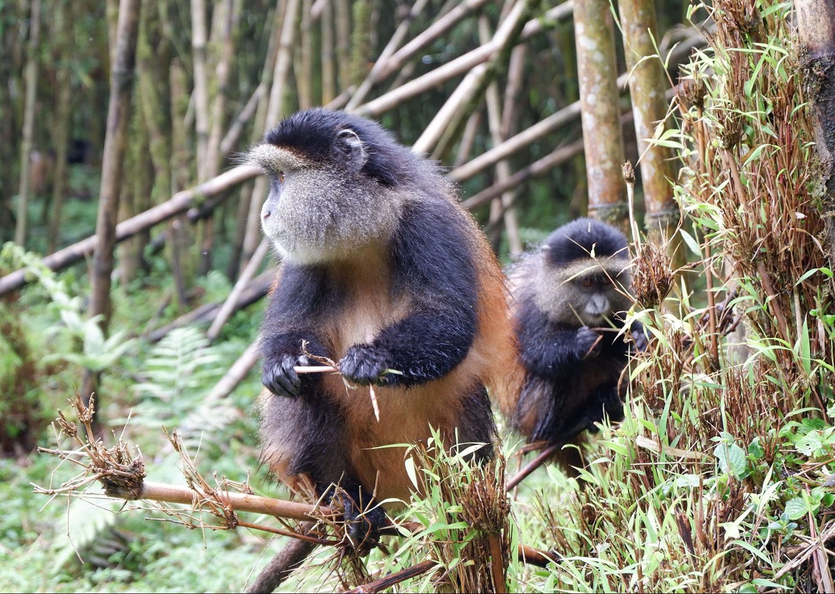 Trek Golden Monkey in Rwanda