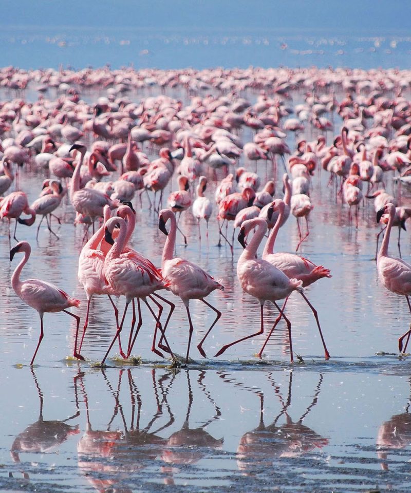 Flamingo in Tanzania
