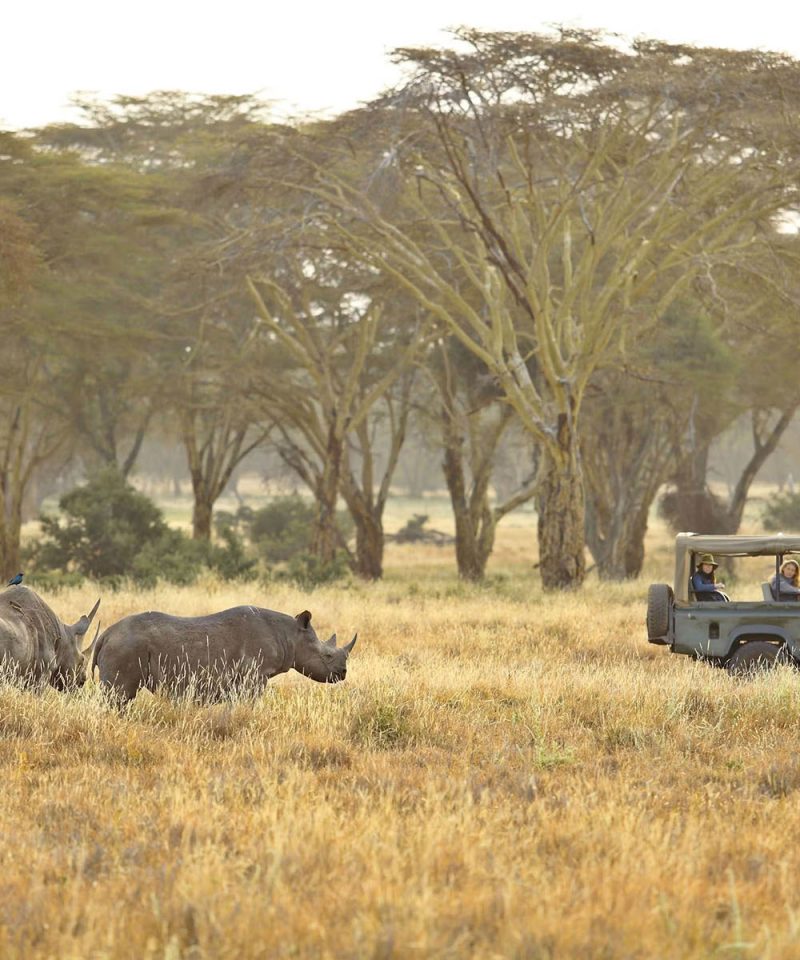 Kenya National Park Close Up Safari
