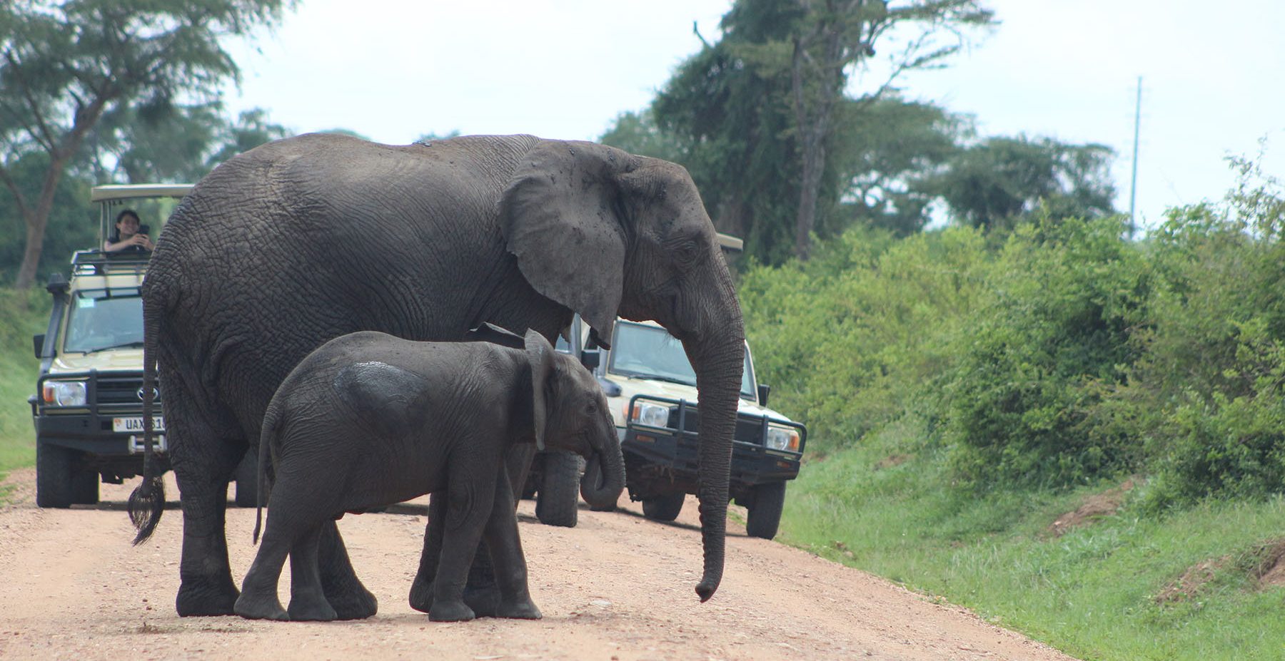 Elephant without tusks in Queen Elizabeth crossing the road.
